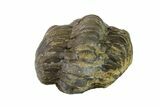 Bargain, Wide, Enrolled Austerops Trilobite - Morocco #157004-2